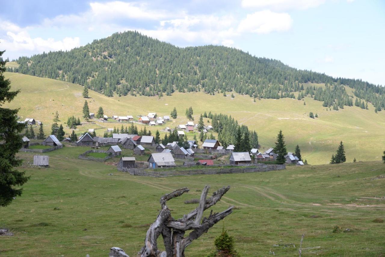 Pensiunea Aurora Albac Exterior foto